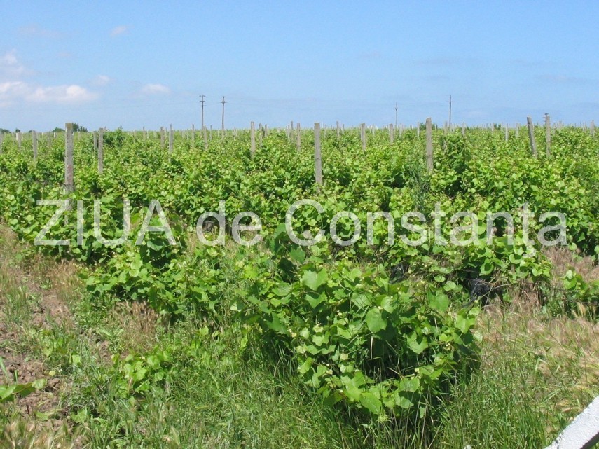 vie-murfatlar