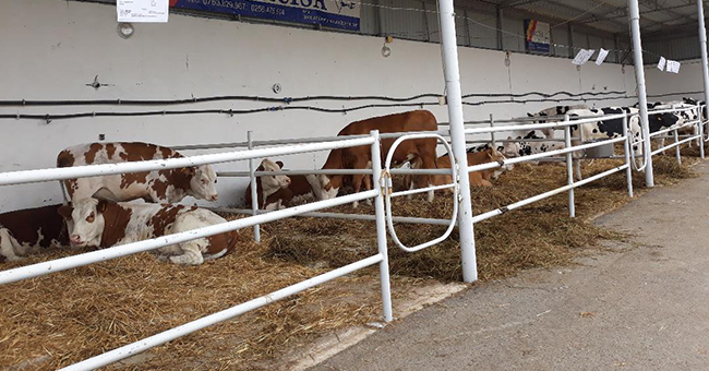 15-ferme-de-vaci-au-falimentat-foto-002