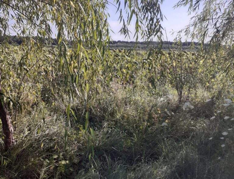 vanzare-teren-Gruiu-e1597680700145-768×589