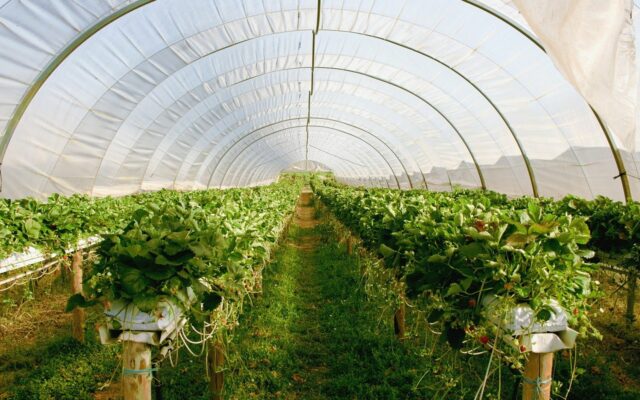 greenhouse-g242dff5c5_1280-640×400